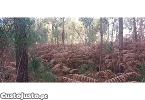 imagem_14