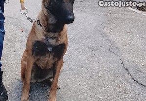 Pastor Belga Malinois fmea