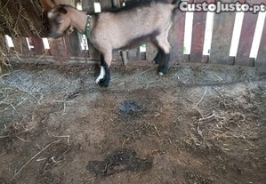 Cabrito com 5 meses