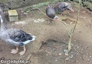Casal de gansos novos