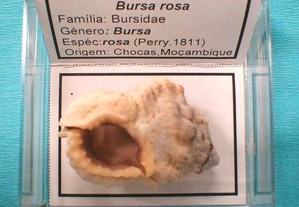 Búzio-Bursa rosa caixa 5x5cm