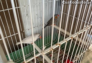 imagem_3