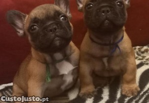 Bulldog Francs