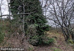 Terreno Montalegre