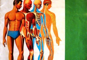 Caderneta O Corpo Humano completa e cromos avulsos