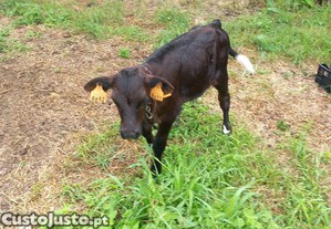 Bezerro macho engorda