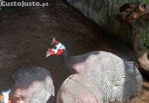 imagem_1