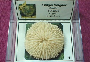 Coral-Fungia fungiter caixa 8x8cm