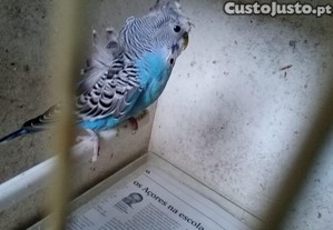 imagem_1