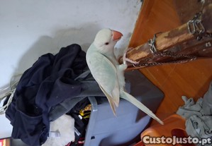 imagem_2