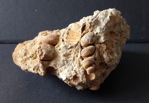 Fossil 16X12cm Raro