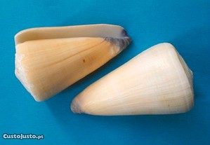 Búzio - Conus virgo 5-6cm-conj.20pçs