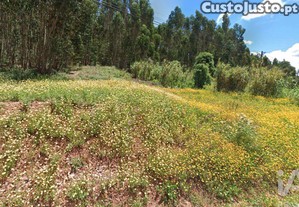 Terreno Agrícola em Rio Maior