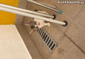 imagem_4