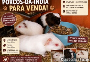 imagem_1