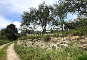 Terreno Rústico Com Oliveiras, Abundância De...