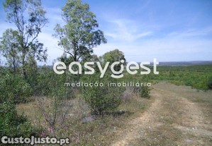 Terreno Rústico De 55 Hectares Na Freguesia De...