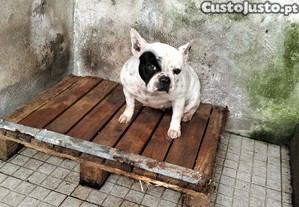 imagem_1