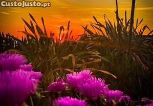 imagem_18