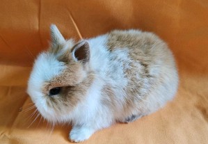 Coelhos anes Bebs +Gaiola Nova +alimentao adeq