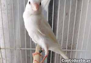 imagem_4