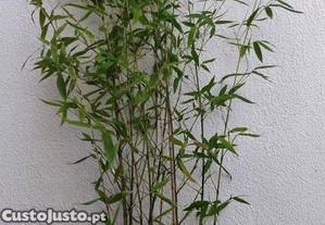 Bambu em rizoma, torro ou vaso.