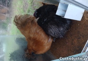 imagem_1
