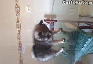 imagem_3