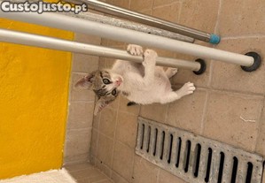 imagem_5