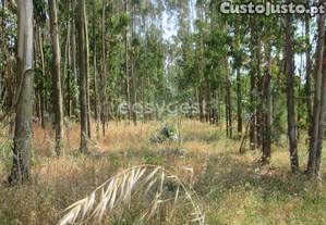 Terreno Agrícola De 5880 M2 Com Eucaliptos...