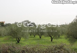 Terreno Com 2,67 Hectares E Com 600 Oliveiras A...