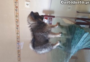 imagem_5