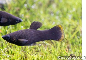 imagem_1