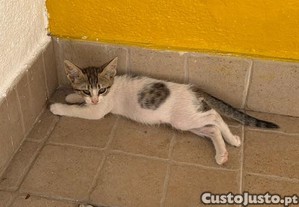 imagem_1
