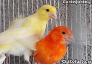 imagem_1