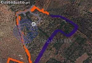 Terreno à Olival em Sousel Portalegre.