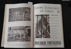 imagem_4