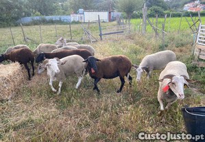 Ovelhas Bordaleiras Prenhas e Macho