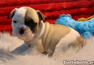 imagem_5