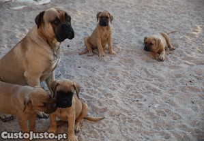 imagem_3