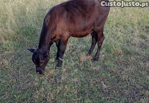 imagem_1