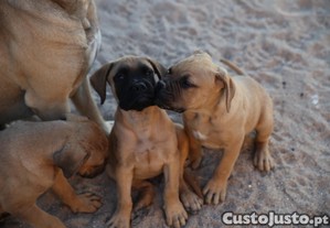 imagem_5