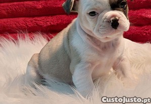 imagem_7