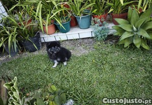 imagem_1