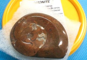 Amonite fóssil polida 7,5x6x1cm