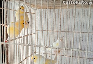 imagem_3