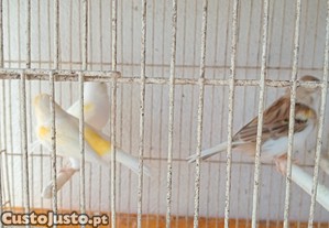 imagem_5