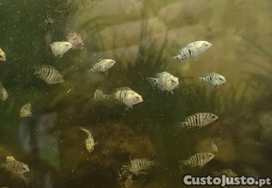 imagem_1