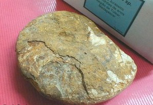 Amonite fóssil 11x10x2,5cm