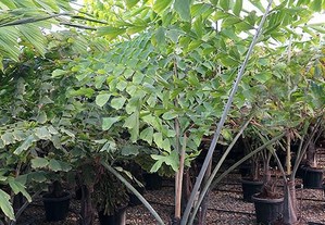 palmeira Caryota de varias especis